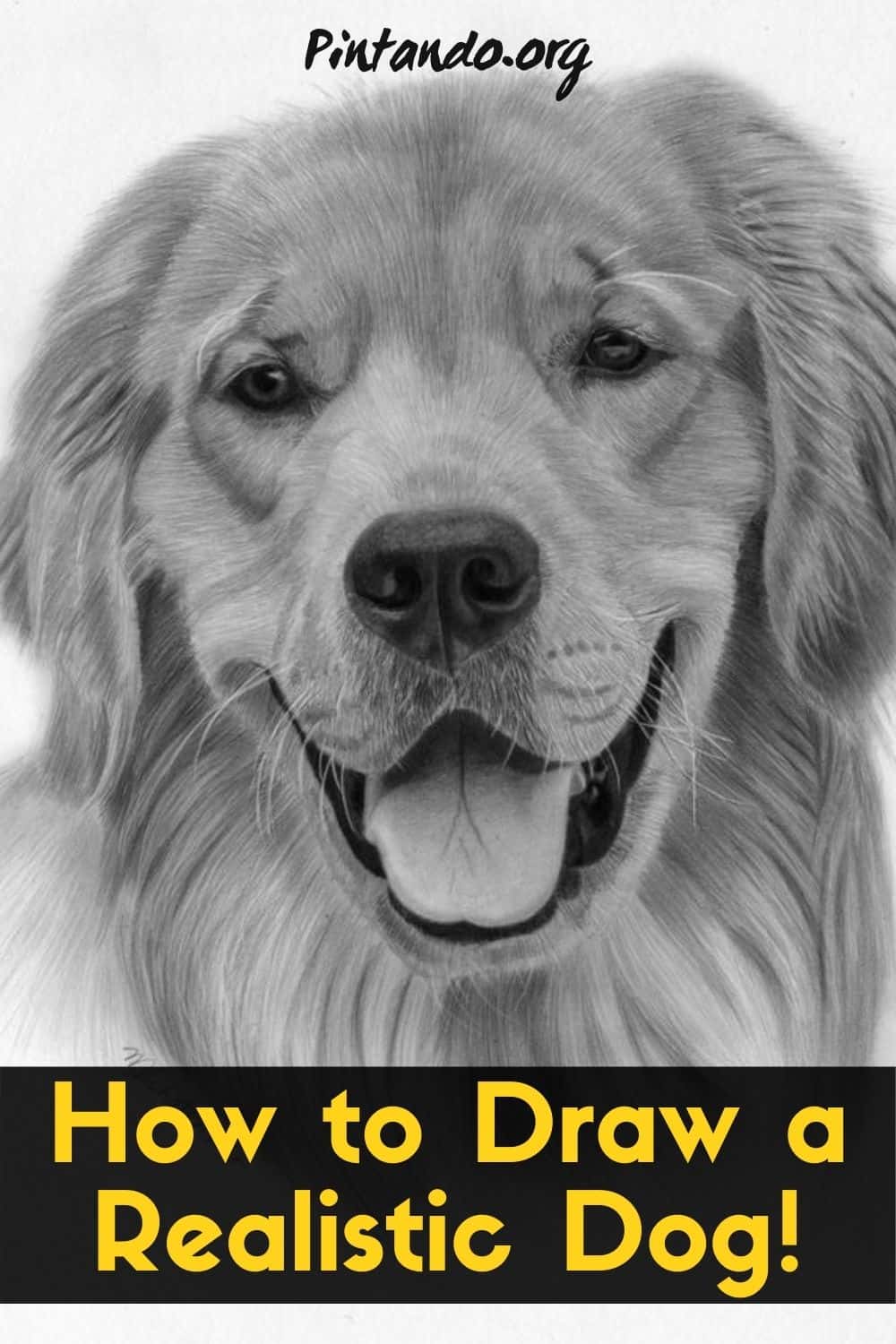 How to Draw a Realistic Dog!