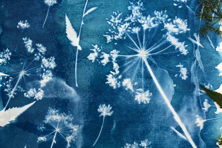 Cyanotype Photography Exploring Blue Toned Images Pintando Cyanotype Photography Exploring Blue Toned Images Pintando